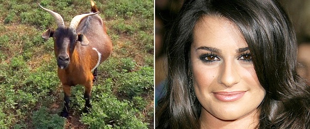 Jonathan Groff's Goat 'Lea Michele' Gives Birth to Twins