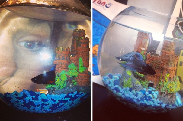 End of a Tail: Laura Osnes & Santino Fontana's Beloved Cinderella Pal Herman the Fish Dies