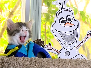 Are You Ready for Frozen's Elsa and Anna as Kittens? Yes, Kittens!