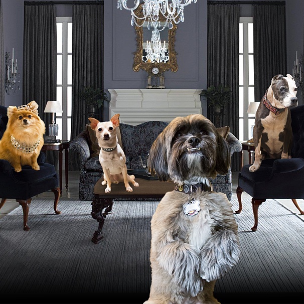 The Pampered Pooches of Broadway Tell All! Find Out Their Favorite Snacks, Biggest Onstage Mishaps & More