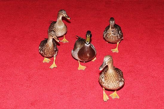 Memphis Opening - ducks