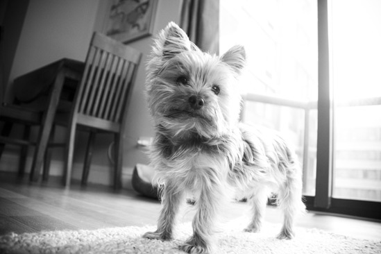 Day in the Life of Mary Faber – dog portrait