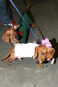 Wicked Block party - dogs