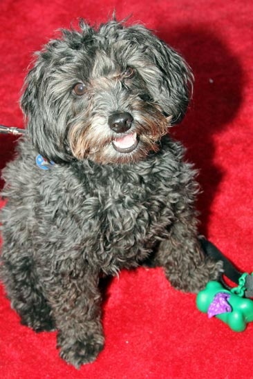 Pippin – Opening Night – Porridge