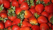 Freckleface Strawberry Opening Night – strawberries