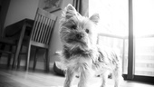 Day in the Life of Mary Faber – dog portrait