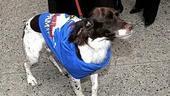 Spamalot Box Office Opening - dog