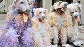 Wintuk Way - Terrance Harrison -  Derek Stangel - Alexandre Tessier -  Lurian Duarte